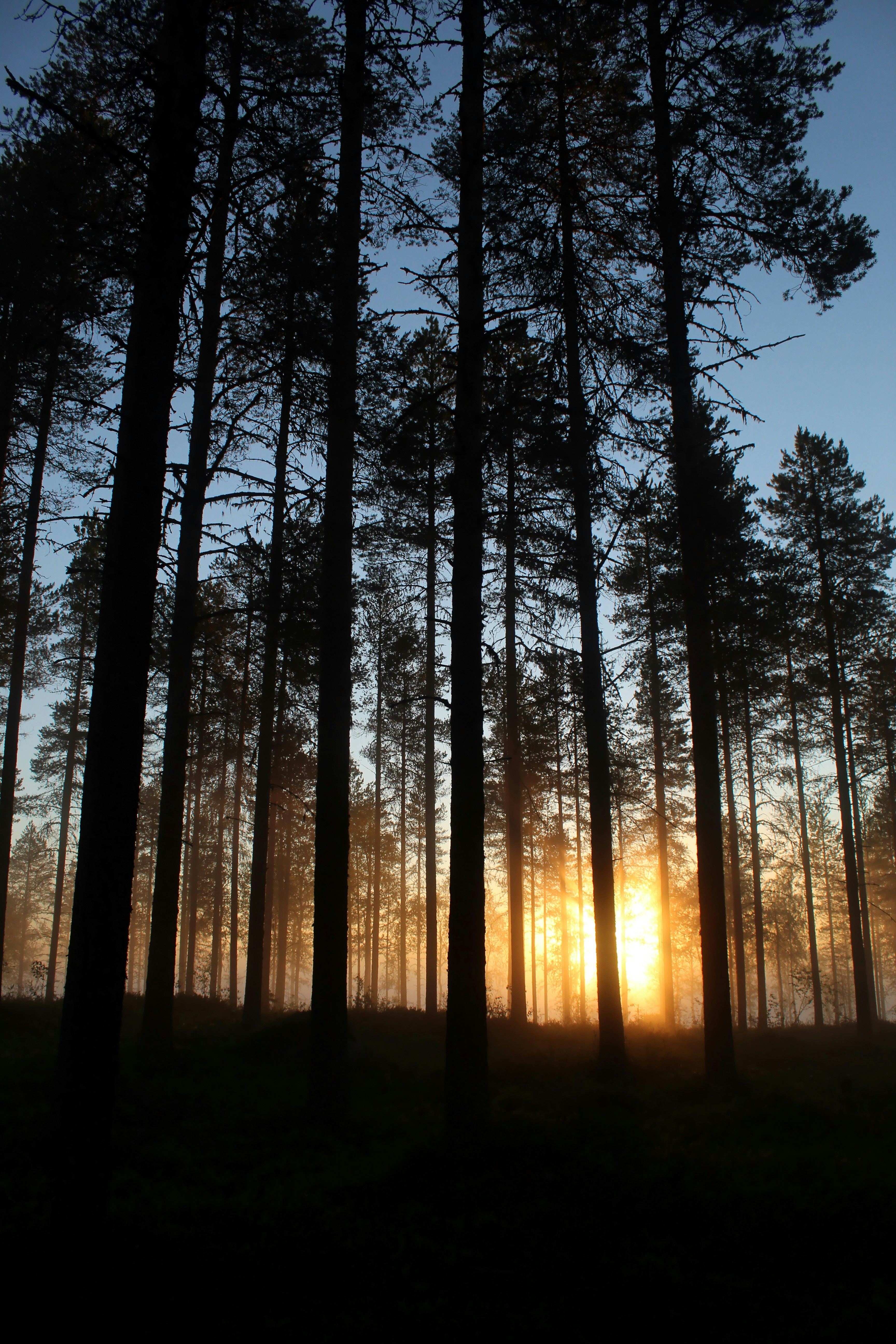 Carbon Biodiversity