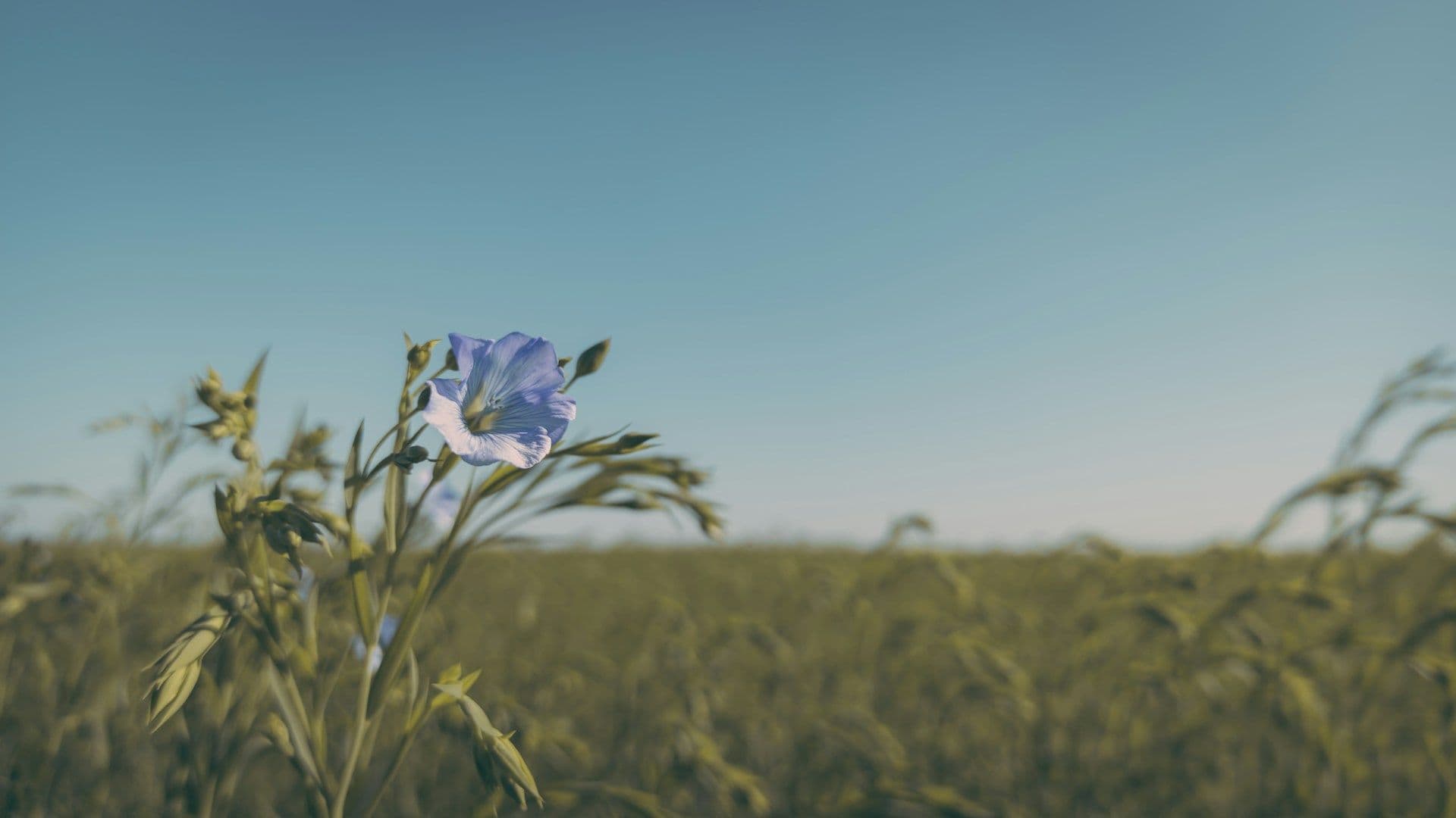 Lin : textile bas carbone ?